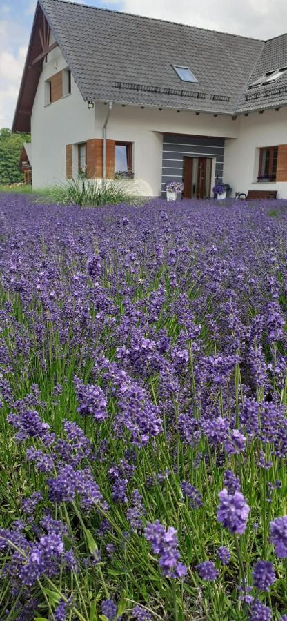 Agroturystyka Aura Kostrzyca Exterior foto